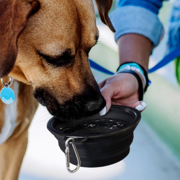 123710 - Silicone Collapsible Pet Bowl - Image 8