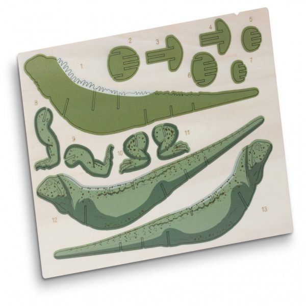 124046 - BRANDCRAFT Tuatara Wooden Model - Image 2
